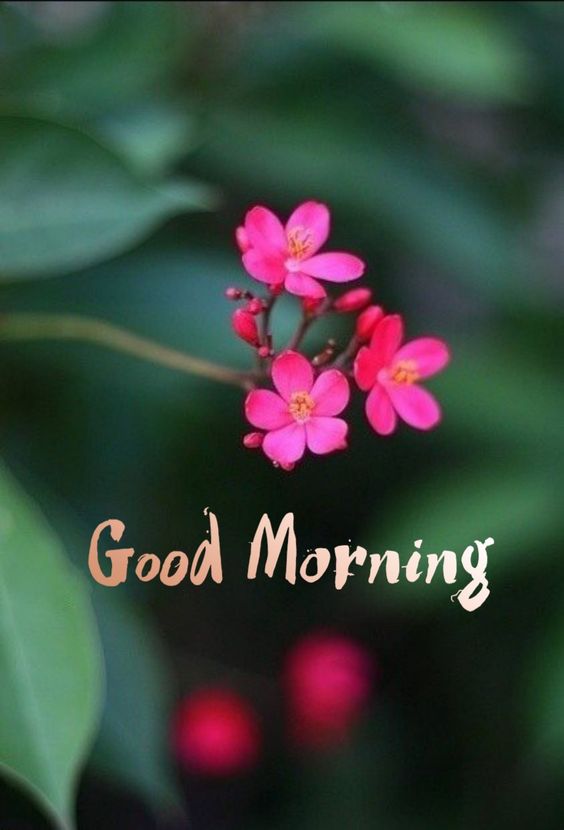 Download Good Morning Flower Quotes Picture