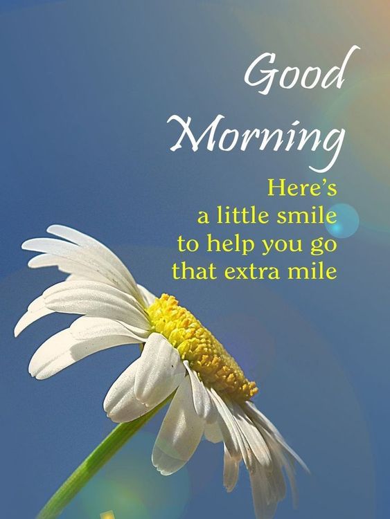 Good Morning Flower Quotes HD Download